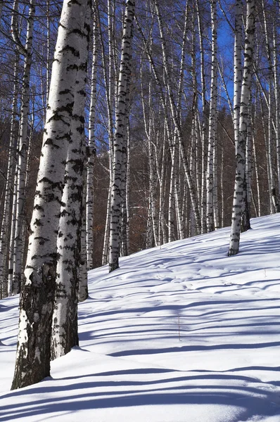 Winter berk bos en blauwe hemel — Stockfoto
