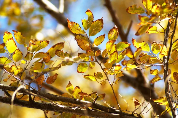 Autumn background — Stock Photo, Image