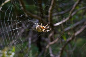 Spider Web-erdő