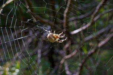 Ormandaki web örümcek