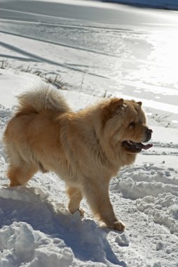 Kış göl yakınındaki uyumak köpek