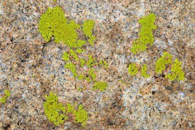 Green lichen on rock texture clipart