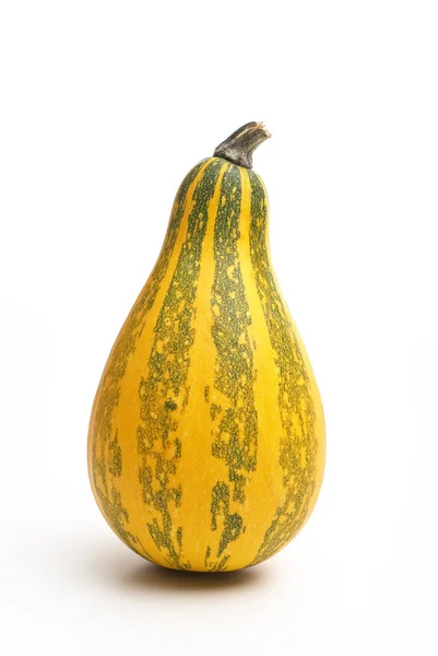 One small pumpkin — Stock Photo, Image