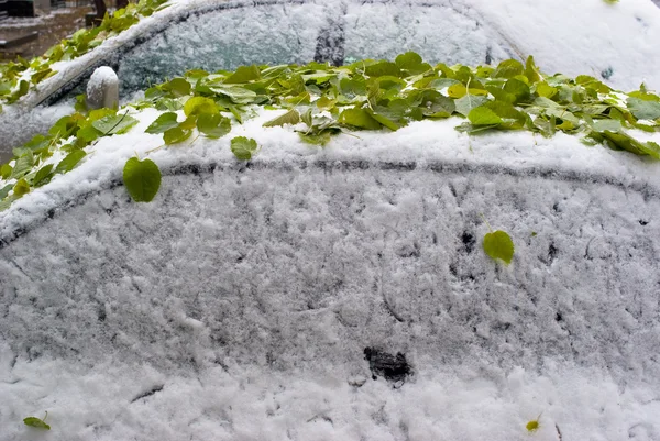 Groene blad en eerste sneeuw op auto 's — Stockfoto