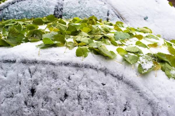 Зеленый лист и первый снег на автомобилях — стоковое фото