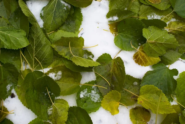 Πράσινο φύλλο και το πρώτο χιόνι — Φωτογραφία Αρχείου
