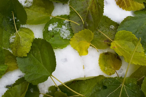 绿叶和第一场雪 — 图库照片