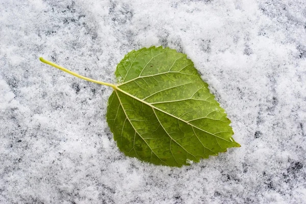 Green leaf and first snow — Stock Photo, Image