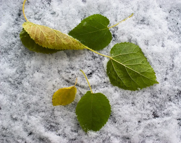 Leaf and first snow — Stock Photo, Image