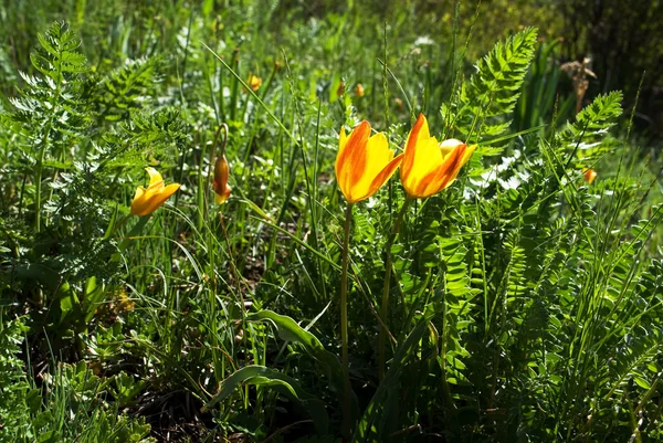 Twee wilde gele tulpen — Stockfoto