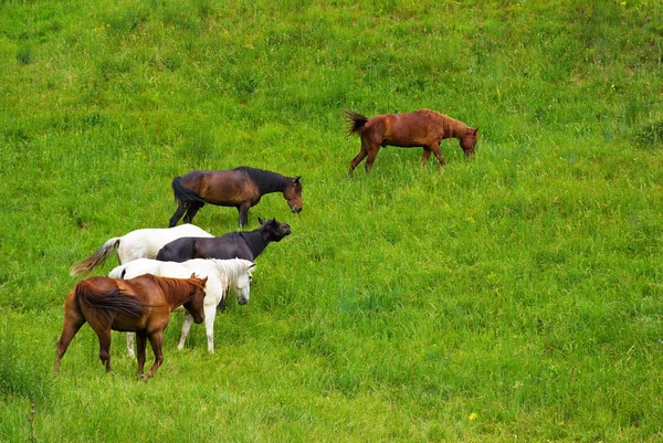 Hästar på gräs — Stockfoto