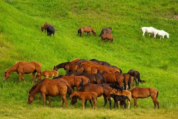 Cavalos na grama — Fotografia de Stock