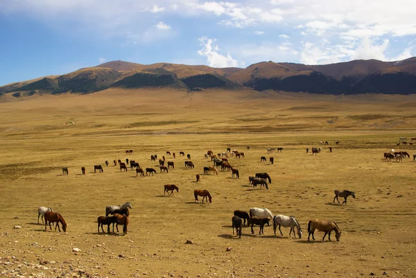 Wilde paarden in woestijn bergen — Stockfoto