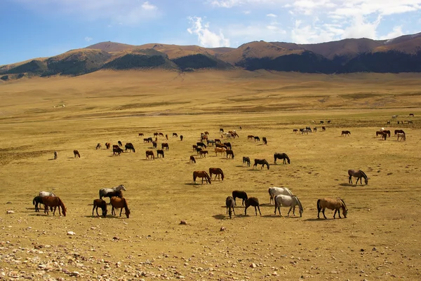 砂漠山の野生の馬 — ストック写真