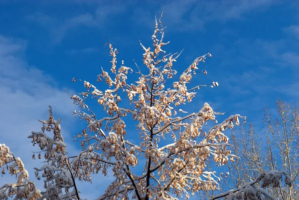 Primeira neve na árvore — Fotografia de Stock