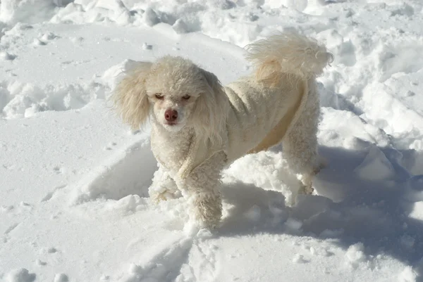 Small white poodle on snow — Stock Photo, Image