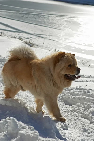 Чотириколісний собака біля зимового озера — стокове фото