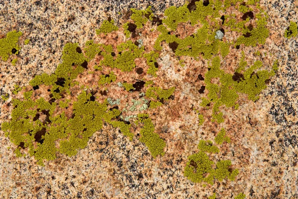 绿色苔藓上岩石纹理 — 图库照片