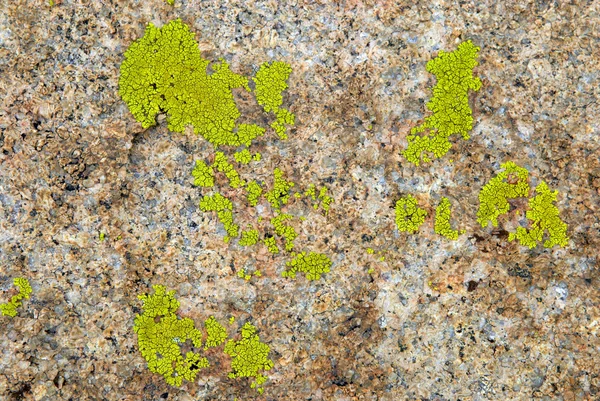 Grüne Flechten auf Gesteinsstruktur — Stockfoto