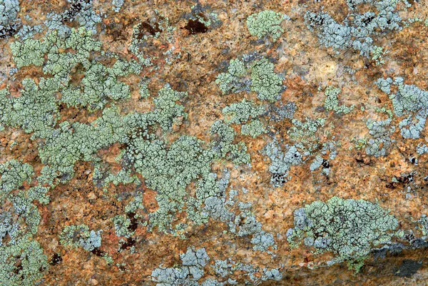 绿色和青色地衣上岩石纹理 — 图库照片