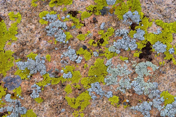 Groene en cyaan korstmossen op rots textuur — Stockfoto