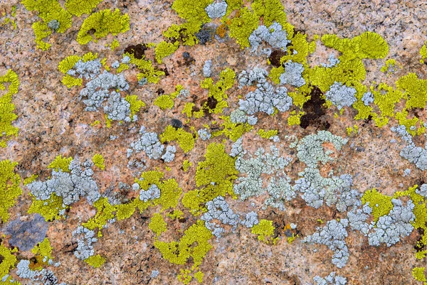 Hijau dan cyan lichen pada tekstur batuan — Stok Foto