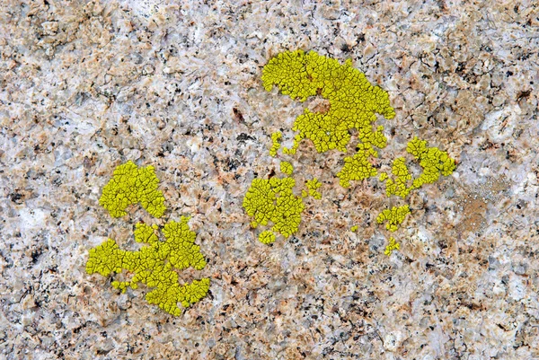 Green lichen on rock texture — Stock Photo, Image