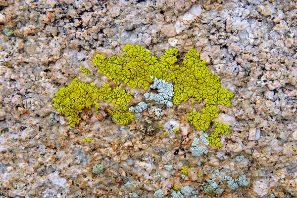 Likhen hijau pada tekstur batuan — Stok Foto