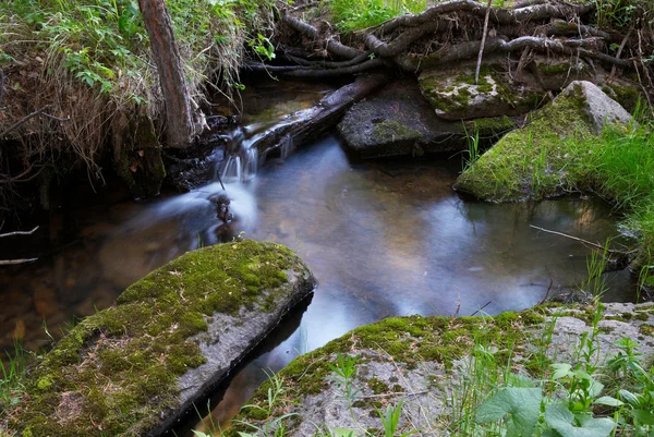 Pârâul în pădure — Fotografie, imagine de stoc