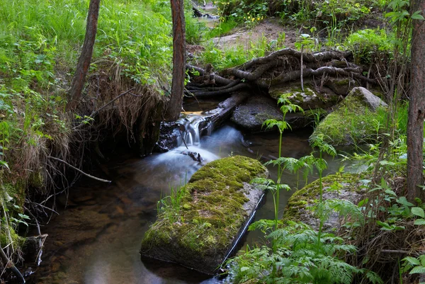 Forest and creek — Fotografie, imagine de stoc