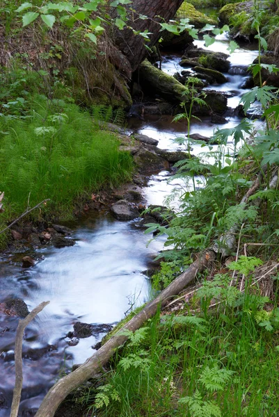 Skogen och creek — Stockfoto