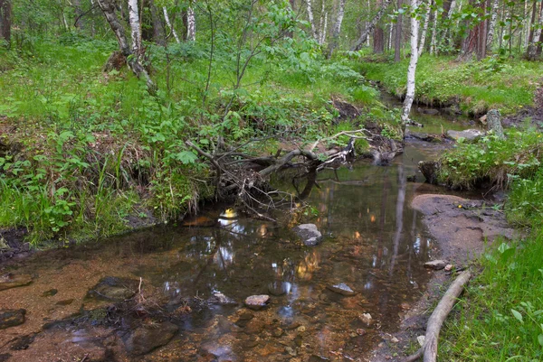 Creek in bos — Stockfoto