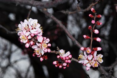 flowerses kayısı ağacı