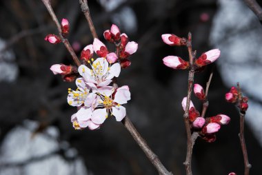 flowerses kayısı ağacı