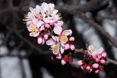 flowerses kayısı ağacı