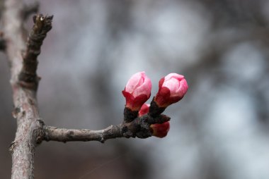 flowerses kayısı ağacı