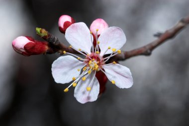 flowerses kayısı ağacı