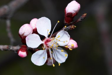 flowerses kayısı ağacı