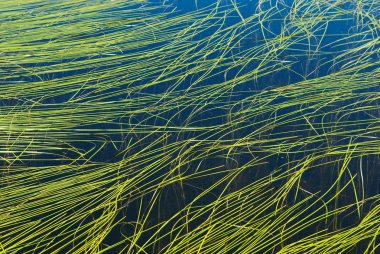 Algaes in lake background clipart