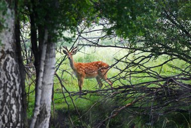 Wild spotter deer in forest