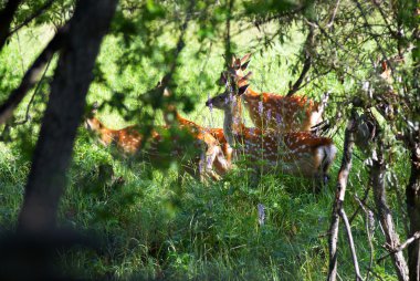 Group of the spotter deers in forest clipart