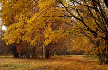 akçaağaç sonbahar park yolundaki