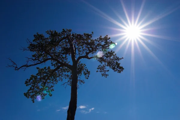 Sunbeams and silhouette tree — Stock Photo, Image