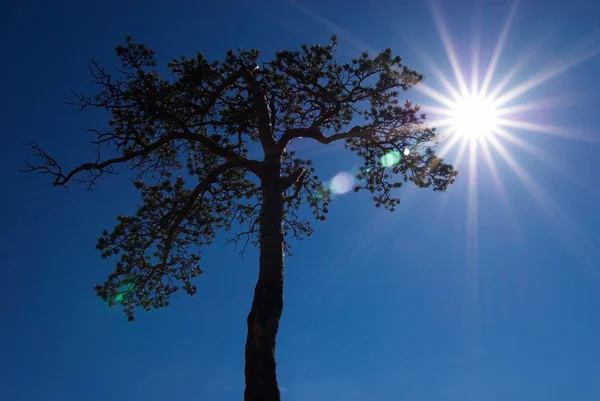 Сонячні промені і силуетне дерево — стокове фото