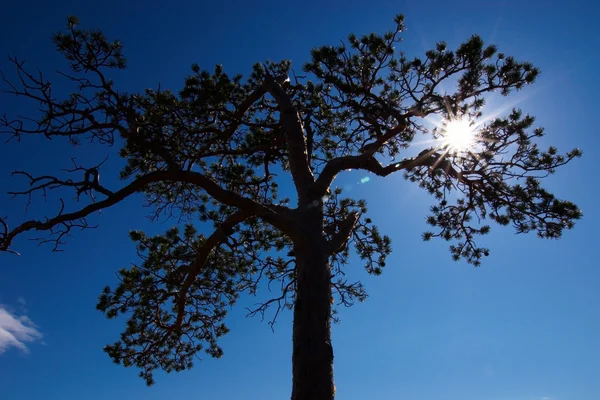 Sun and silhouette tree — Stock Photo, Image