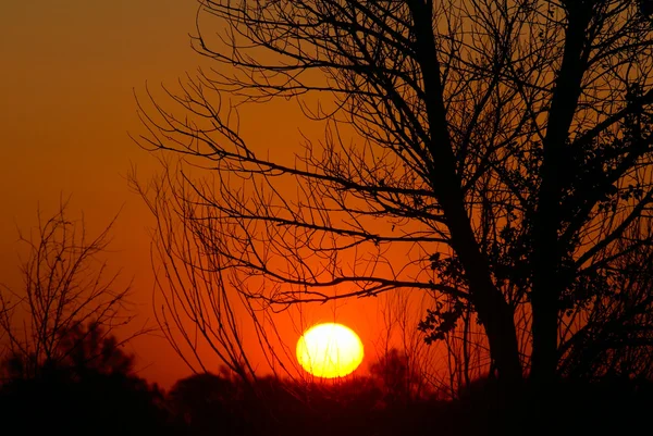 Захід сонця і силует дерева — стокове фото
