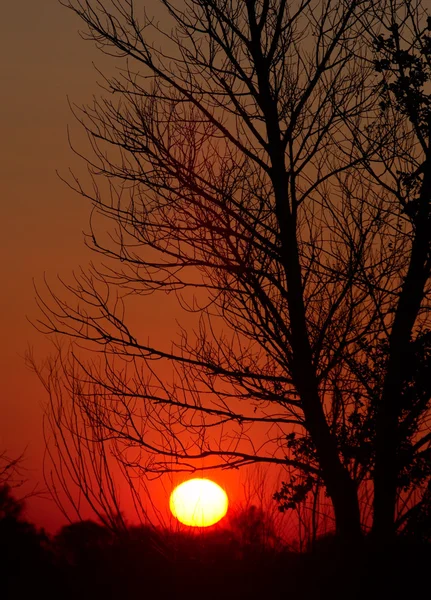 Sonnenuntergang und Baumsilhouette — Stockfoto