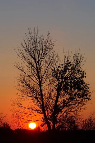 Zonsondergang en boomsilhouet — Stockfoto