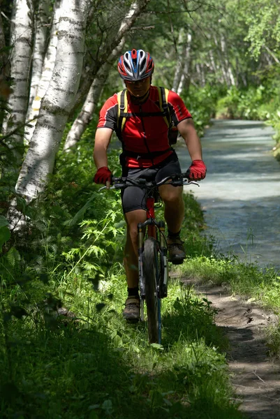 Motociclista, riacho e floresta de bétula — Fotografia de Stock