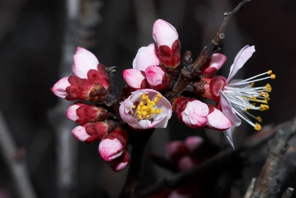 Alperce-das-flores — Fotografia de Stock